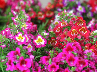 Schizanthus Flower seeds for Planting - Wildflower Mix, Heirloom & GMO Free Seeds for Home Garden