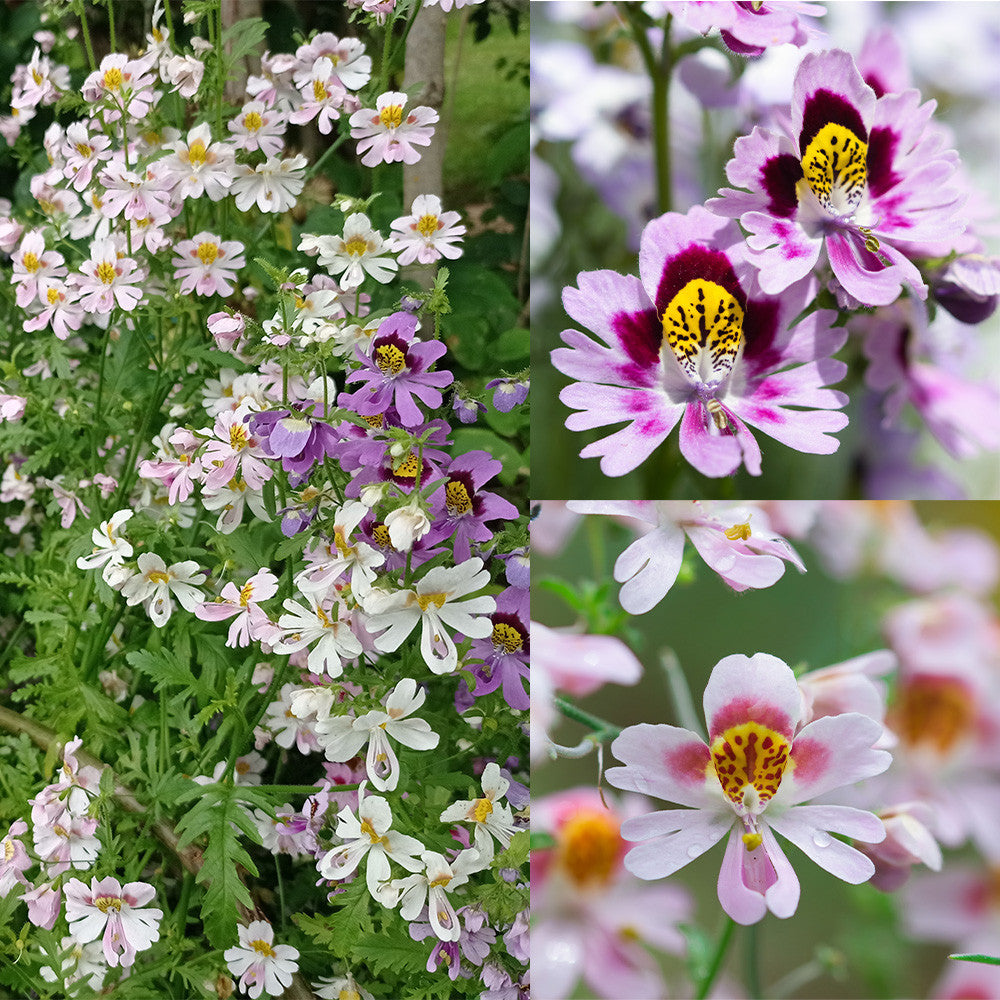 Schizanthus Tinkerbell Flower seeds for Planting Sun Loving Heirloom & GMO Free Seeds for Home Garden