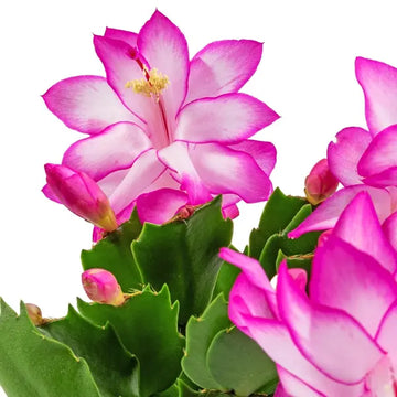 Purple White Schlumbergera for Planting Drought Tolerant Heirloom & GMO Free Seeds for Home Garden
 
 Sale