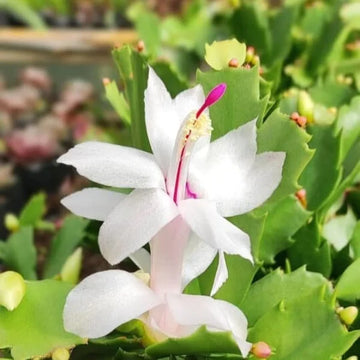 White Schlumbergera seeds for planting