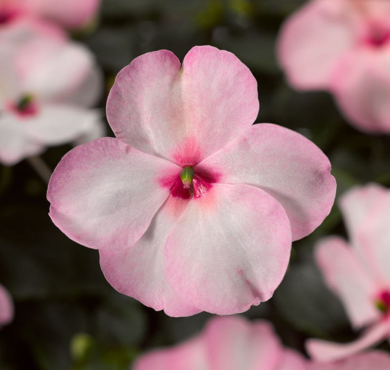 Impatiens Accent Premium-Mix Seeds for Planting flower bed