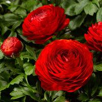 Deep Red Ranunculus Flower seeds for Planting - Seasonal Bloomer, Heirloom & GMO Free Seeds for Home Garden