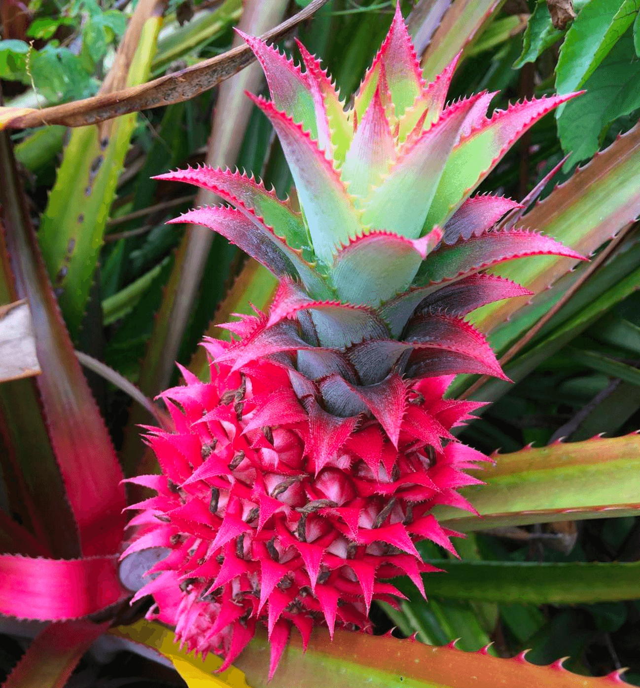 Tropical pink pineapple plant growing in a sunny outdoor garden.