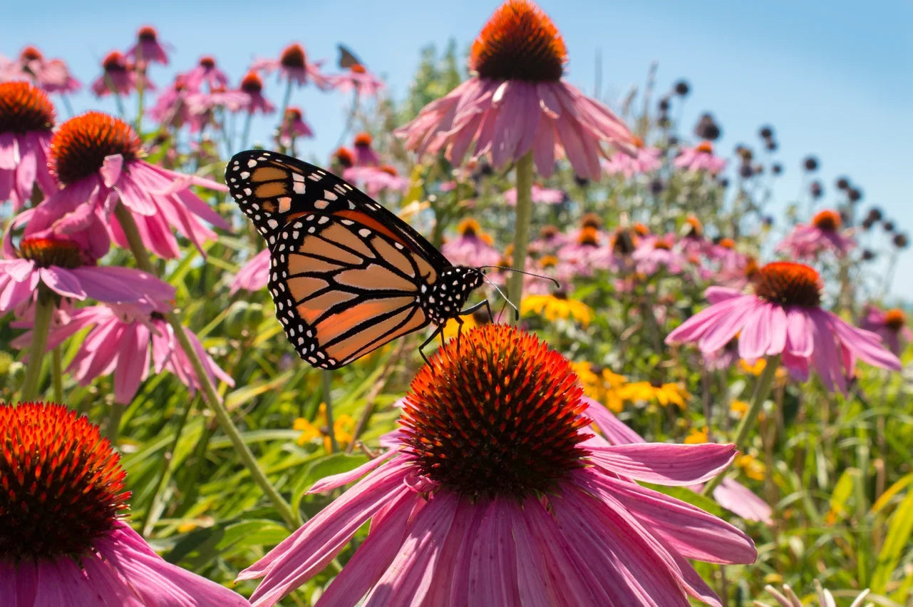 Pollinator Flower Seed Mix for Garden Beds, Borders, Wildflower Gardens & Containers