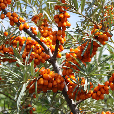 Sea Buckthorn fruit shrub growing in a garden landscape with colorful berries