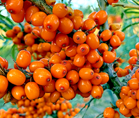 Seaberry Sea Buckthorn seeds for planting Hippophae rhamnoides shrub