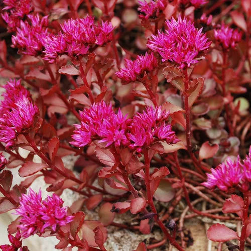Non GMO Sedum Voodoo seeds