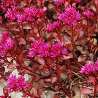 Non GMO Sedum Voodoo seeds