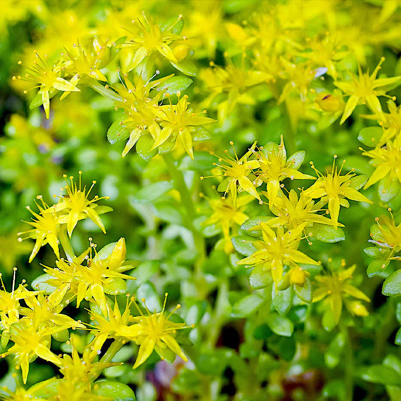 Hardy Sedum seeds for planting