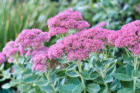 Sedum Flower seeds for Planting Fragrant Blossoms Heirloom & GMO Free Seeds for Home Garden