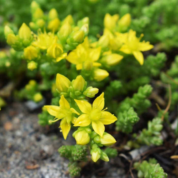 Sedum Flower seeds for Planting Long Bloom Season Heirloom & GMO Free Seeds for Home Garden 
 
 Sale for planting in home garden