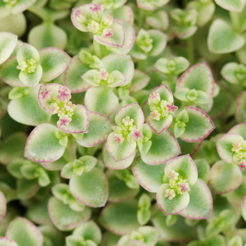 Little Missy Flower seeds for Planting Compact Growth Heirloom & GMO Free Seeds for Home Garden