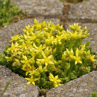 White Sedum Acre Flower seeds for Planting Low Maintenance Heirloom & GMO Free Seeds for Home Garden
 
 Sale