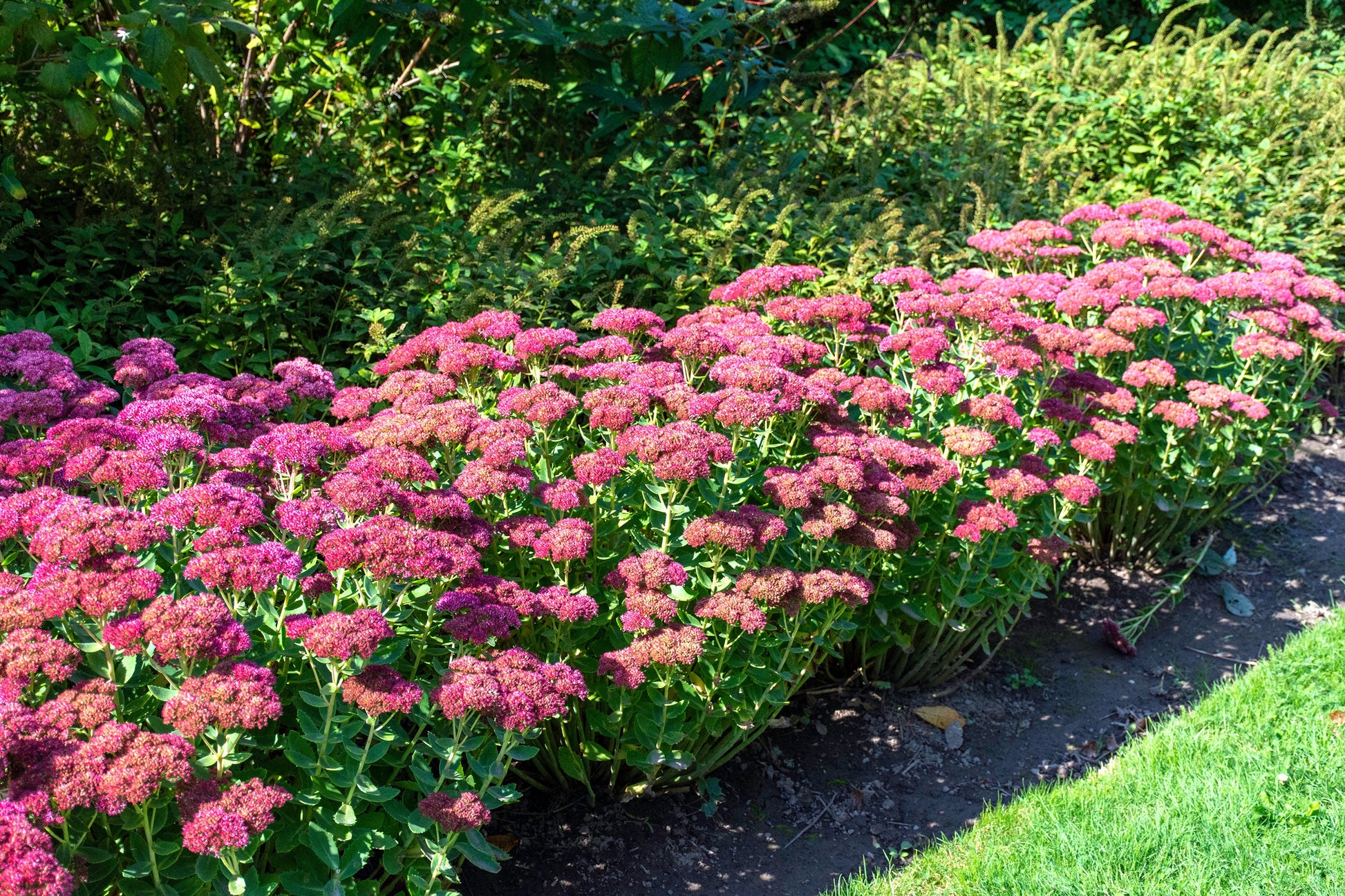 Stonecrop Flower seeds for Planting Seasonal Bloomer Heirloom & GMO Free Seeds for Home Garden