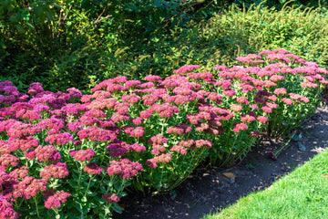 Stonecrop Flower seeds for Planting Seasonal Bloomer Heirloom & GMO Free Seeds for Home Garden