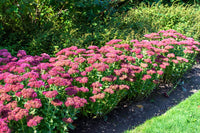 Sedum Ground Cover Flower seeds for Planting Fragrant Blossoms Heirloom & GMO Free Seeds for Home Garden