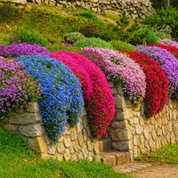 Mixed Creeping Thyme flowering ground cover with colorful blooms in a garden.