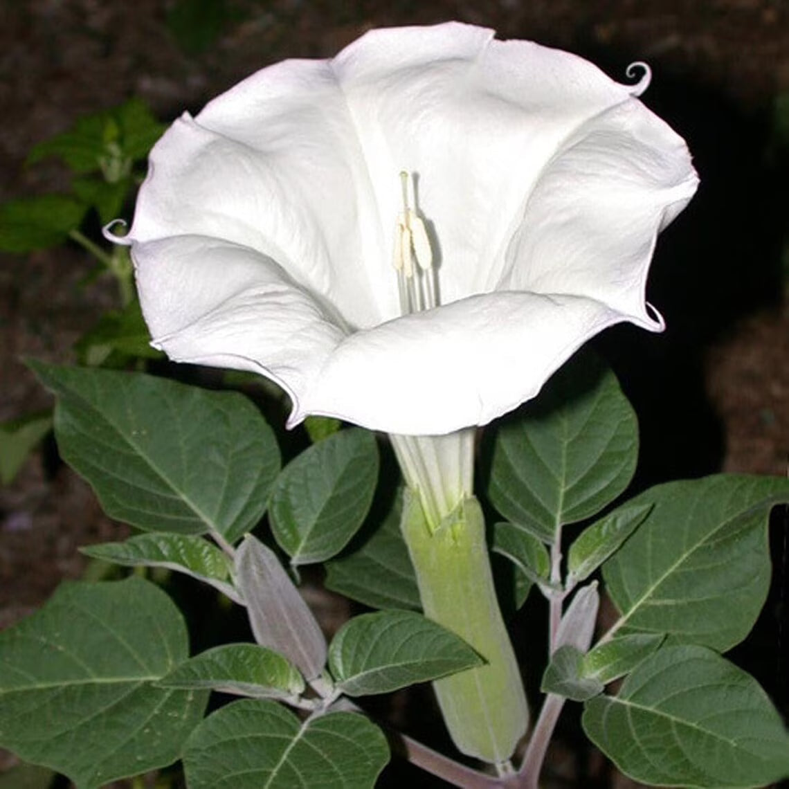 Moon Lily Angel's Trumpet ornamental flowering plant growing in a garden