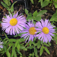 Lavender Erigeron Flower seeds for Planting - Drought Tolerant, Heirloom & GMO Free Seeds for Home Garden
