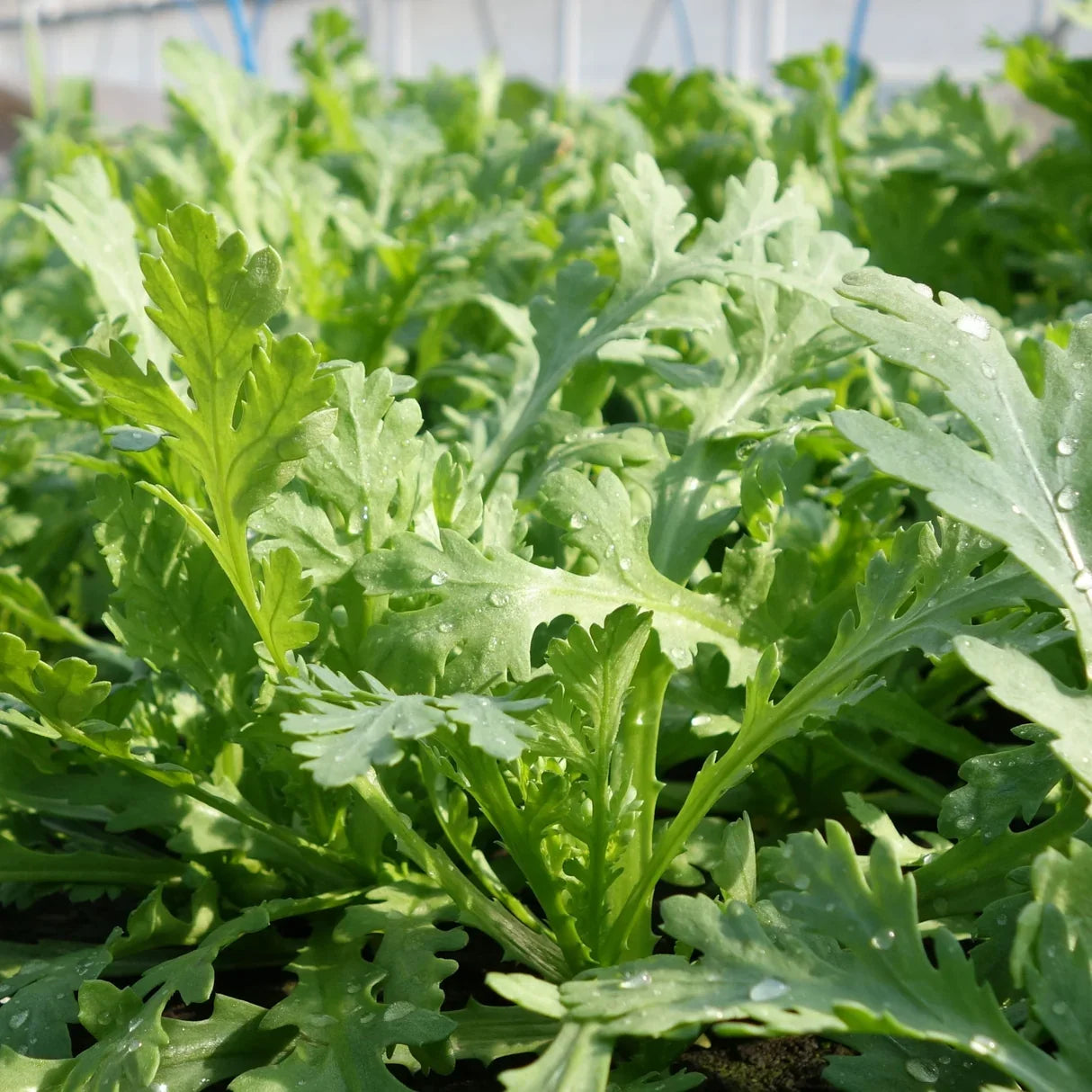Edible Chrysanthemum Shungiku Seeds for Planting – Heirloom Non-GMO Asian Leafy Green Vegetable Seeds