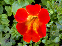 Red Monkey Flower seeds for Planting - Compact Growth, Heirloom & GMO Free Seeds for Home Garden