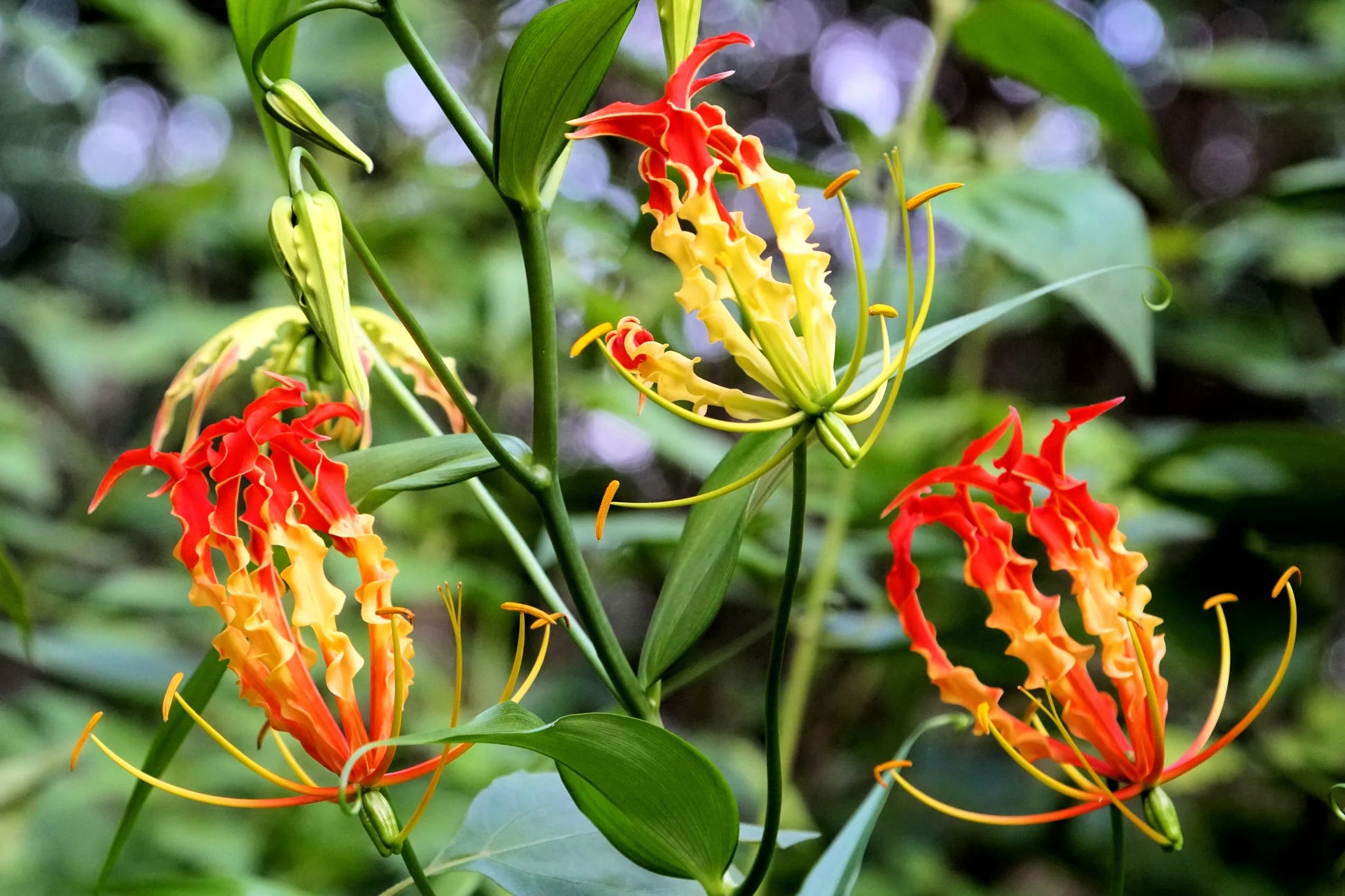 Red Yellow Gloriosa Rothschildiana Flower Seeds