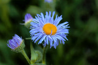 Blue Erigeron Perennial Flower seeds for Planting Seasonal Bloomer Heirloom & GMO Free Seeds for Home Garden 
 
 Sale