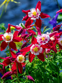 Aquilegia caerulea flower seeds with vibrant multicolored blossoms