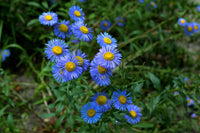 Blue Erigeron Flower seeds for Planting Compact Growth Heirloom & GMO Free Seeds for Home Garden 
 
 Sale