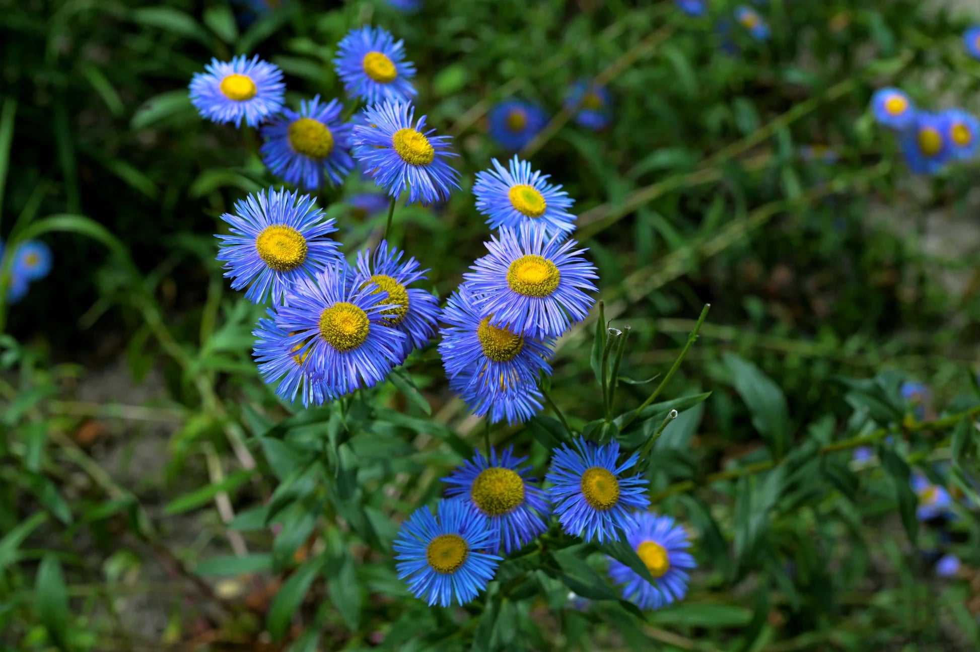 Blue Erigeron Perennial Flower seeds for Planting Seasonal Bloomer Heirloom & GMO Free Seeds for Home Garden 
 
 Sale