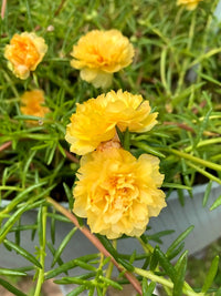 Moss Rose Yellow Seeds for Vibrant Yellow Moss Roses