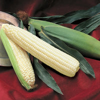 Silver Queen Sweet Corn Seeds for Planting – Heirloom Non-GMO White Sweet Corn Vegetable Seeds