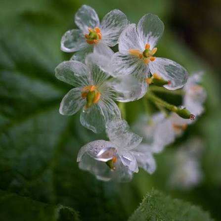 Skeleton Flower growing in a shaded garden with lush green foliage