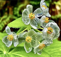 Skeleton Flower seeds of Diphylleia grayi for shade garden planting