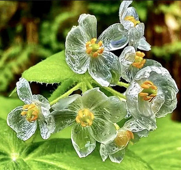Skeleton Flower seeds of Diphylleia grayi for shade garden planting