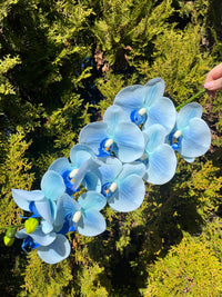 Sky Blue Butterfly Orchid Flower seeds for Planting Sun Loving Heirloom & GMO Free Seeds for Home Garden
 
 Sale