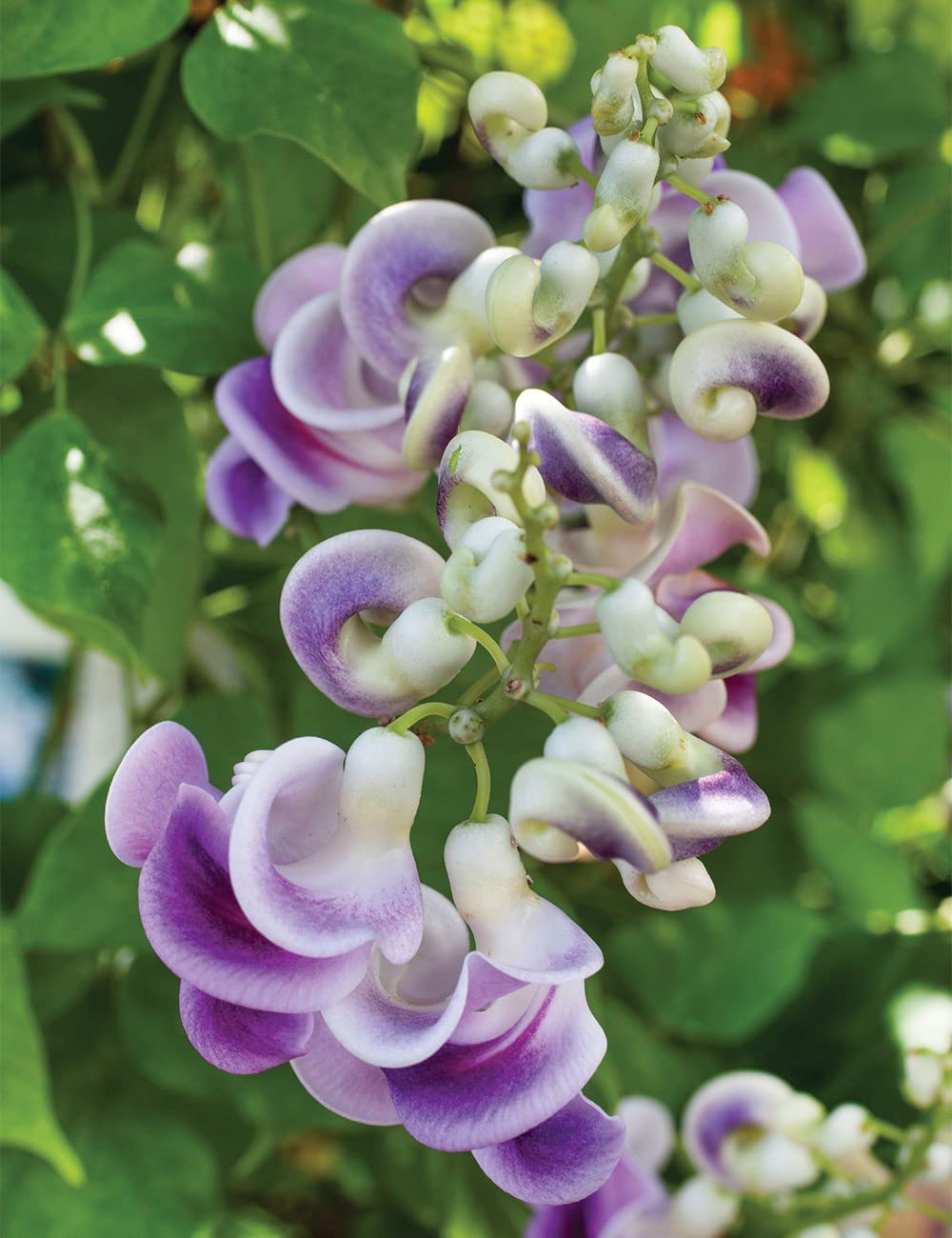 Vigna caracalla snail vine seeds for planting