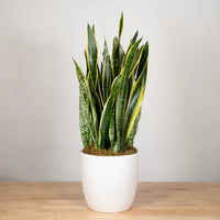 Green Sansevieria Flower seeds for Planting - Wildflower Mix, Heirloom & GMO Free Seeds for Home Garden
