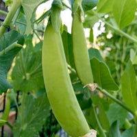 Fresh Green Sugar Ann Snap Pea Pods