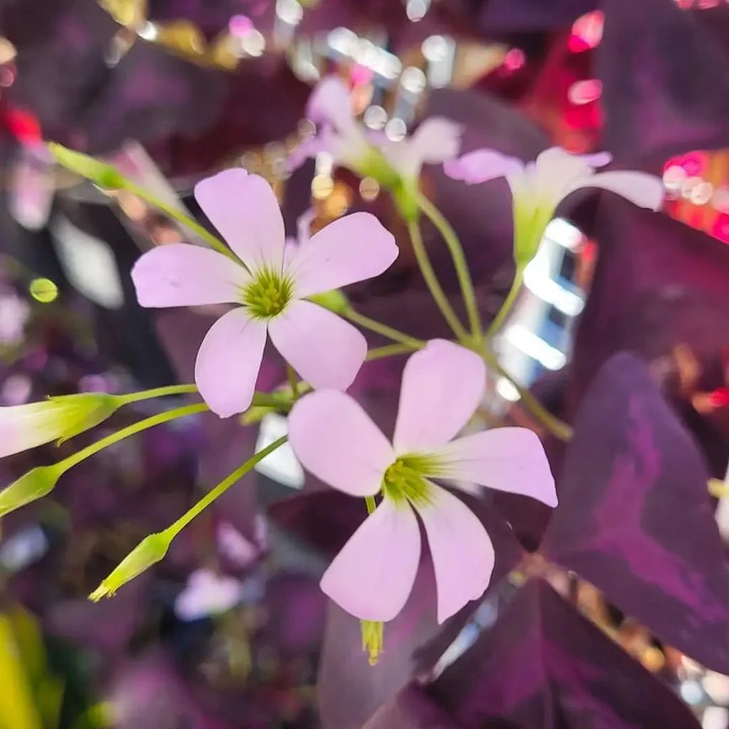 Oxalis Triangularis Mixed Flower Seeds for Planting