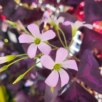 Oxalis Triangularis Mixed Flower Seeds for Planting