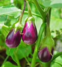 Eggplant mix seeds for planting with assorted heirloom aubergine varieties.