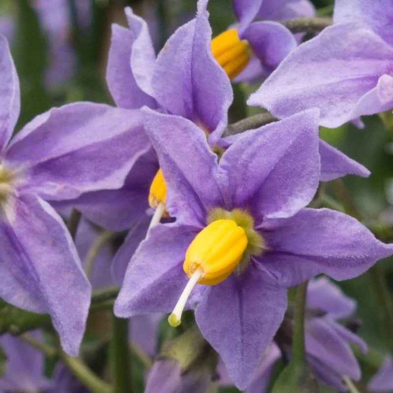 Solanum Flower seeds for Planting - Pollinator Friendly, Heirloom & GMO Free Seeds for Home Garden