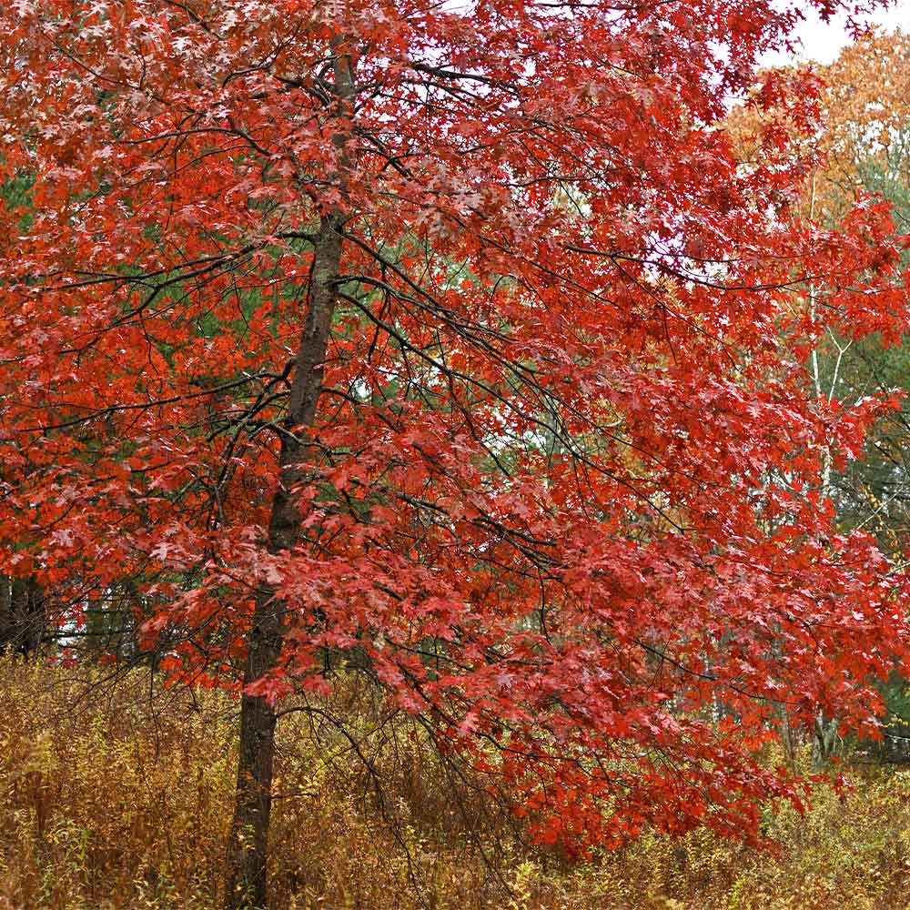 Heirloom Red Oak tree seeds for planting in home gardens and landscapes.