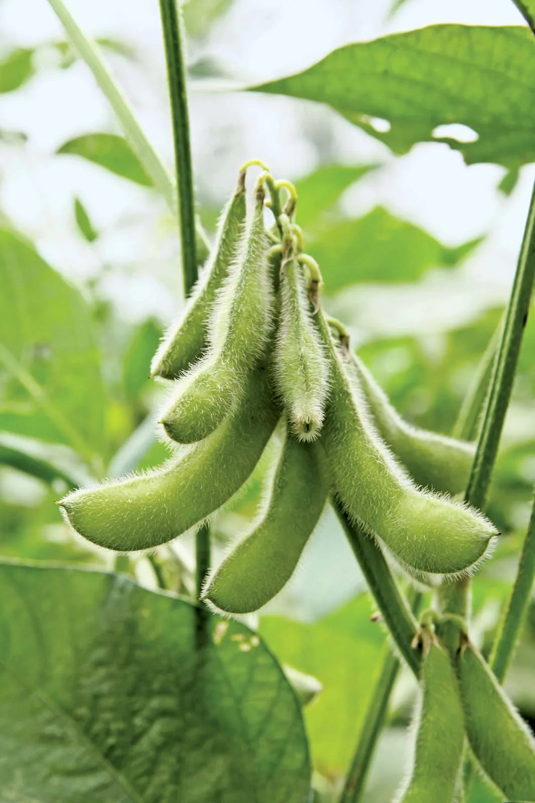 Soybean plants growing in an outdoor food plot
