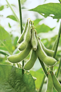 Soybean plants growing in an outdoor food plot