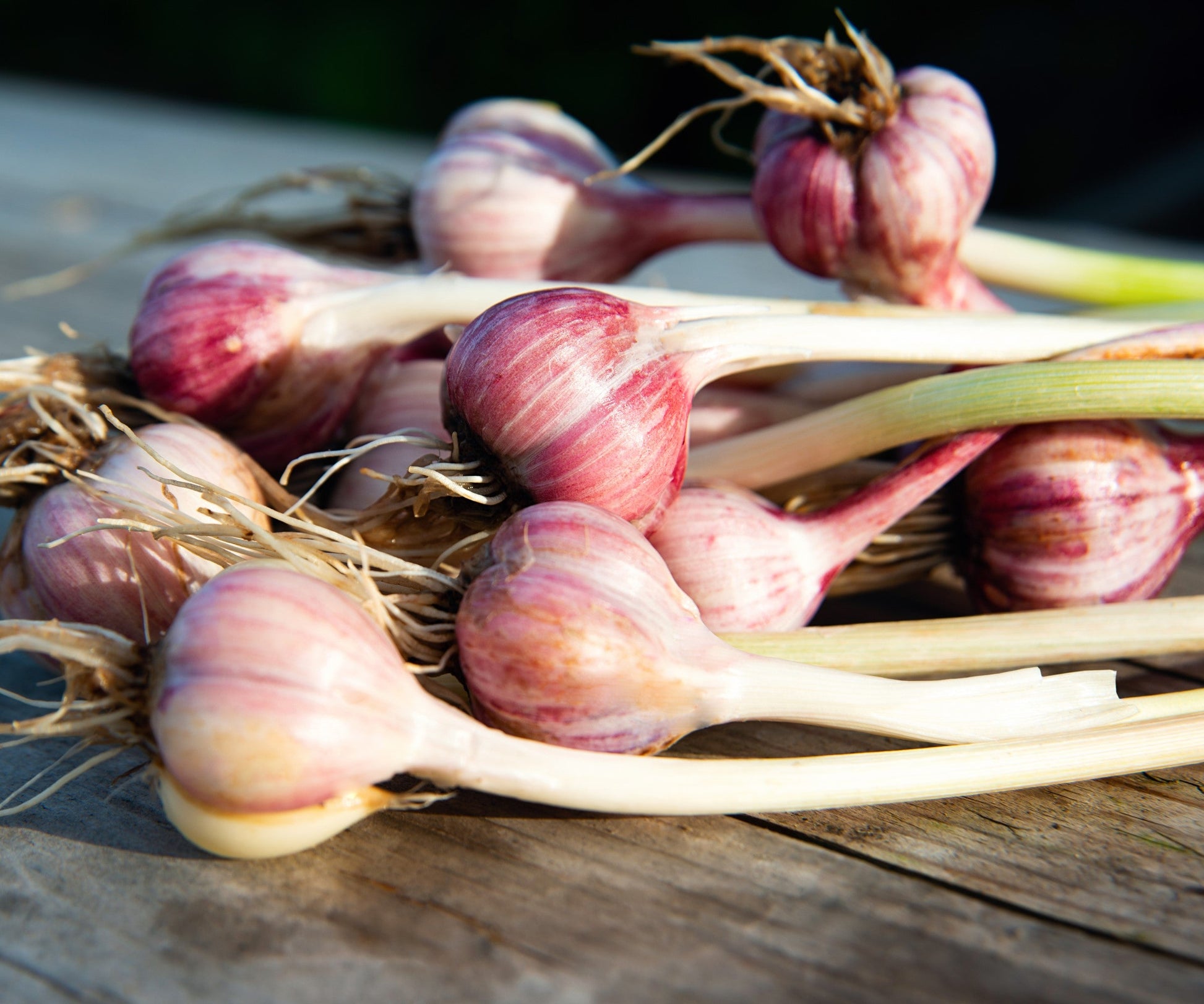 Siberian Hardneck garlic growing in a home garden bed