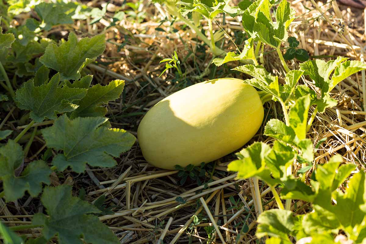 Spaghetti Squash Seeds for Planting – Heirloom Non-GMO Winter Squash Vegetable Seeds
