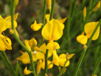 Spartium Flower seeds for Planting Pollinator Friendly Heirloom & GMO Free Seeds for Home Garden
