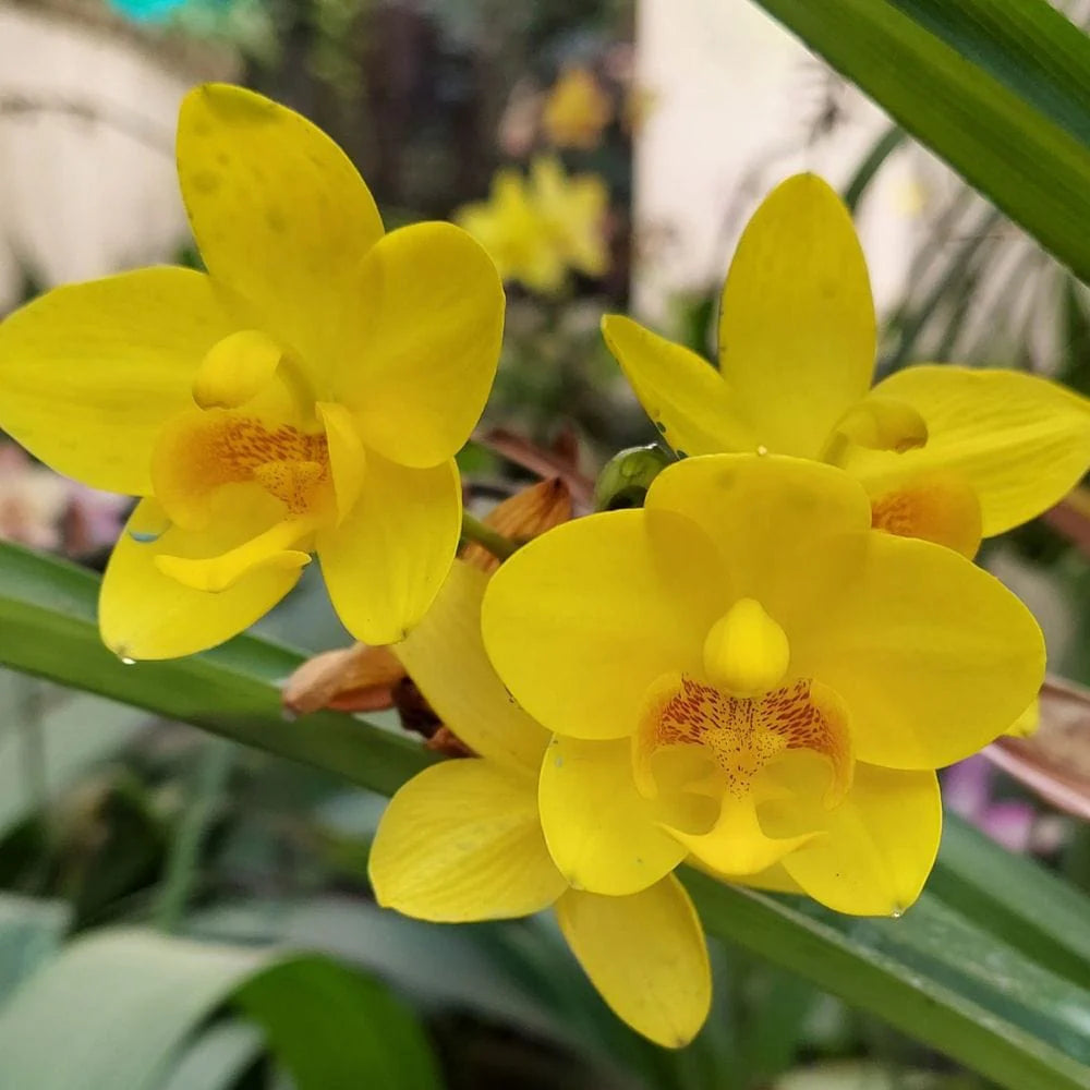 Yellow Phalaenopsis Flower seeds for Planting - Garden Favorite, Heirloom & GMO Free Seeds for Home Garden